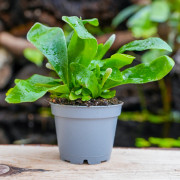 Fougère-Asplenium nidus