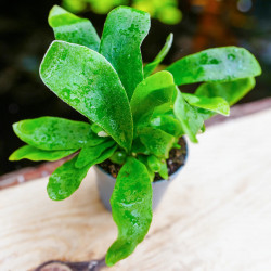 fougère pour terrariums