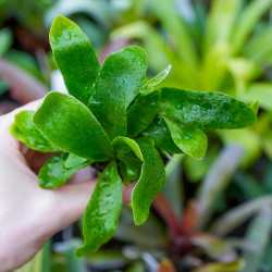 fougère pour terrariums