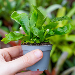 fougère pour terrariums