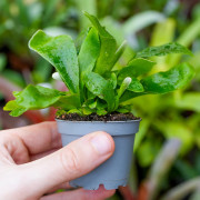 fougère pour terrariums