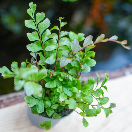 Fern-Didymochlaena truncatula