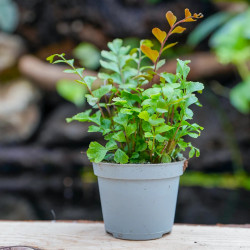 Fern-Didymochlaena truncatula