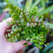 Fern-Didymochlaena truncatula