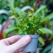 fougère pour terrariums