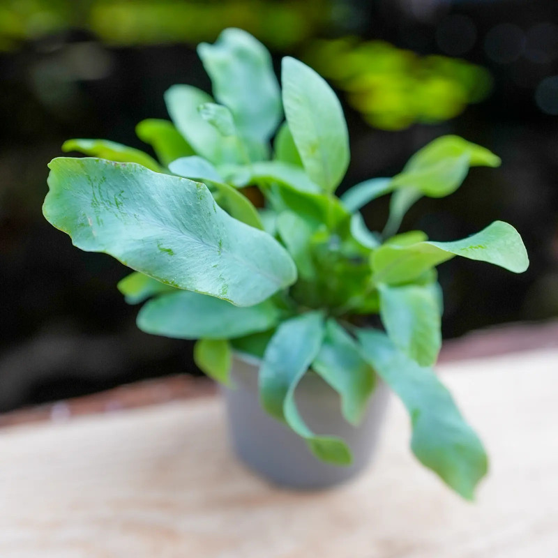 Phlebodium Blue Star indoor plant blue fern care and substrate | JungleBox