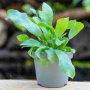 Phlebodium Blue Star indoor plant blue fern care and substrate | JungleBox