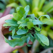 Phlebodium Blue Star indoor plant blue fern care and substrate | JungleBox