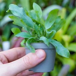 Phlebodium Blue Star plante d’intérieur fougère bleutée entretien et substrat | JungleBox