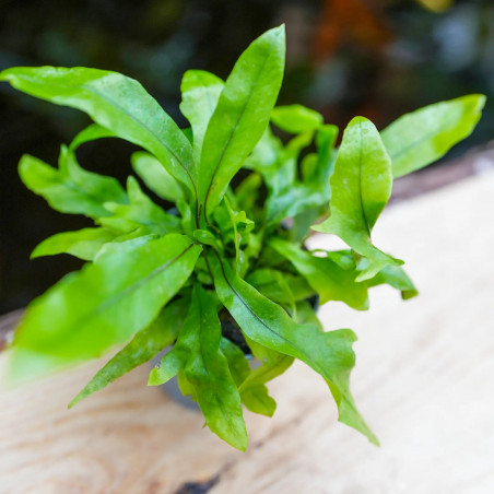 Fern-Microsorum pteropus