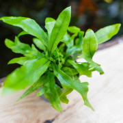 Fern-Microsorum pteropus