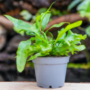 Fern-Microsorum pteropus