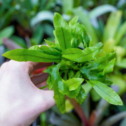 fougère pour terrariums