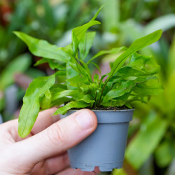 Fern-Microsorum pteropus