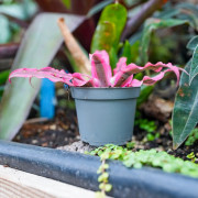 Cryptanthus bivittatus ‘Rubin Star’ – Plante étoile décorative
