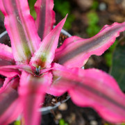 Cryptanthus bivittatus ‘Rubin Star’