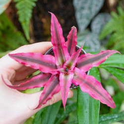 Cryptanthus bivittatus ‘Rubin Star’