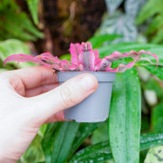 Cryptanthus bivittatus ‘Rubin Star’ – Plante étoile décorative