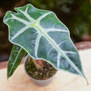 Alocasia Polly – Plante tropicale compacte au feuillage graphique