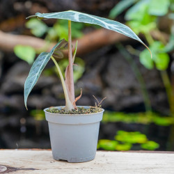 Alocasia Polly – Plante tropicale compacte au feuillage graphique