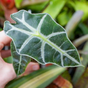 Alocasia Polly – Plante tropicale compacte au feuillage graphique