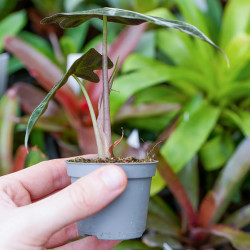 Alocasia Polly – Plante tropicale compacte au feuillage graphique