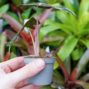 Alocasia Polly – Plante tropicale compacte au feuillage graphique