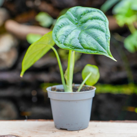 Alocasia 'Dragon Scale'