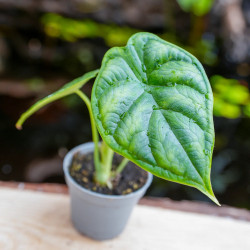 Alocasia 'Dragon Scale'