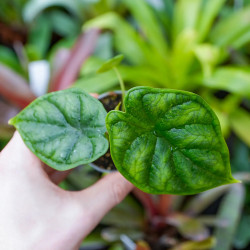 Alocasia 'Dragon Scale'
