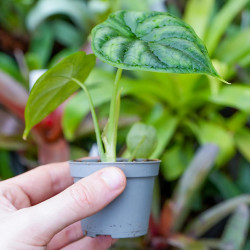 Alocasia 'Dragon Scale'