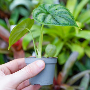 Alocasia 'Dragon Scale'