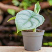 Alocasia silver dragon