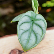 Alocasia silver dragon