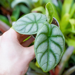 Alocasia silver dragon