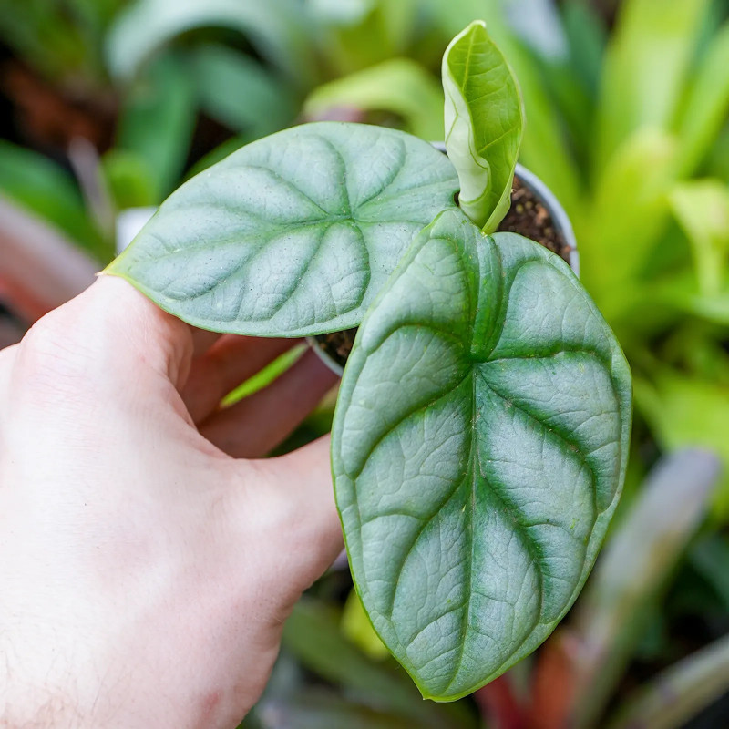 Alocasia silver dragon