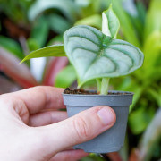 Alocasia silver dragon