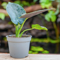 Alocasia antoro velvet