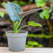 Alocasia antoro velvet