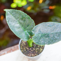 Alocasia antoro velvet