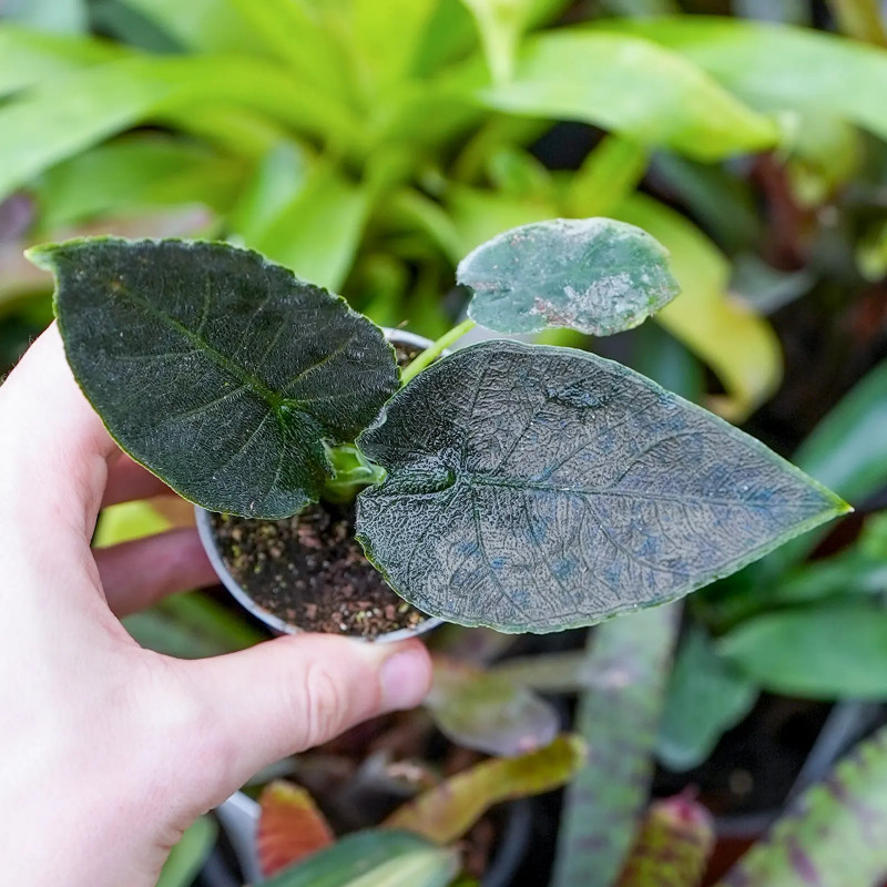 Alocasia antoro velvet