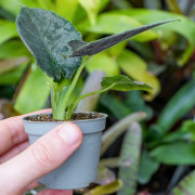 Alocasia antoro velvet