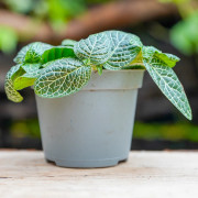 Fittonia white angel