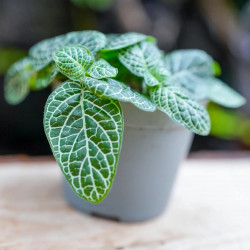 Fittonia white angel