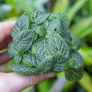 Fittonia white angel
