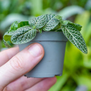Fittonia white angel