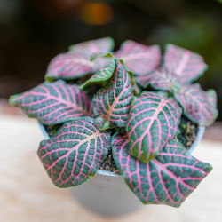 Fittonia White Angel – Plante tropicale au feuillage blanc | JungleBox