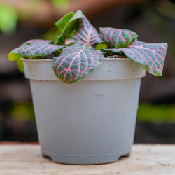 Fittonia White Angel – Plante tropicale au feuillage blanc | JungleBox