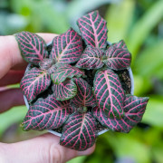 Fittonia verschaffeltii pink forest flame