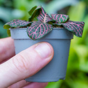 Fittonia White Angel – Plante tropicale au feuillage blanc | JungleBox